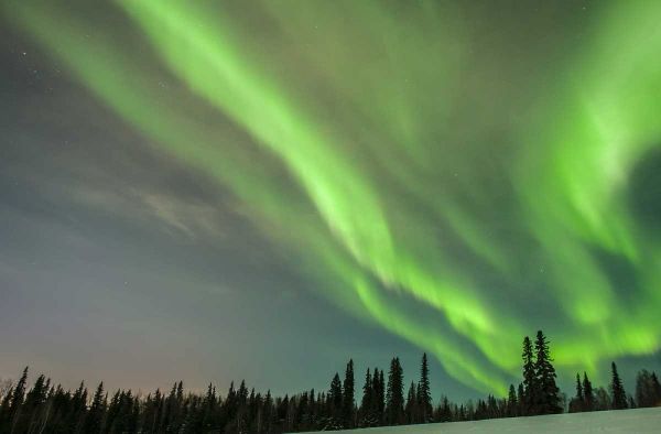 USA, Alaska Aurora borealis over forest